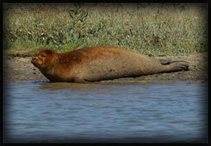 seal
